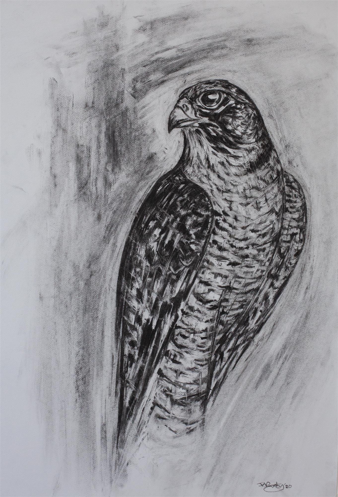 Joseph Paxton  | Peregrine Falcon