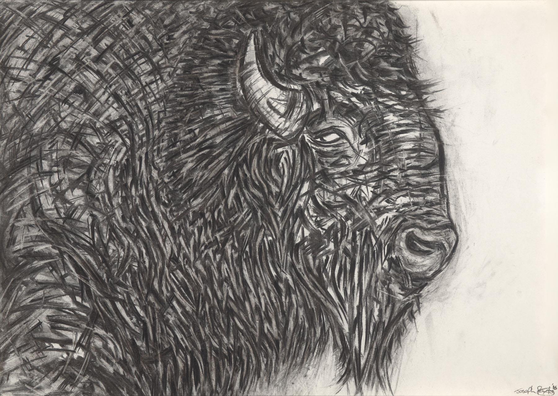 Joseph Paxton  | Bison 2