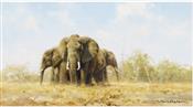 Elephants, David Shepherd