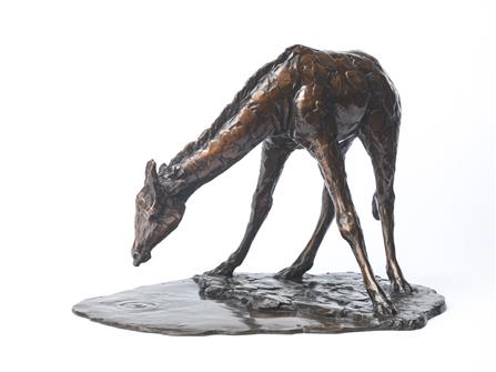 Philip Blacker | Young Giraffe Drinking