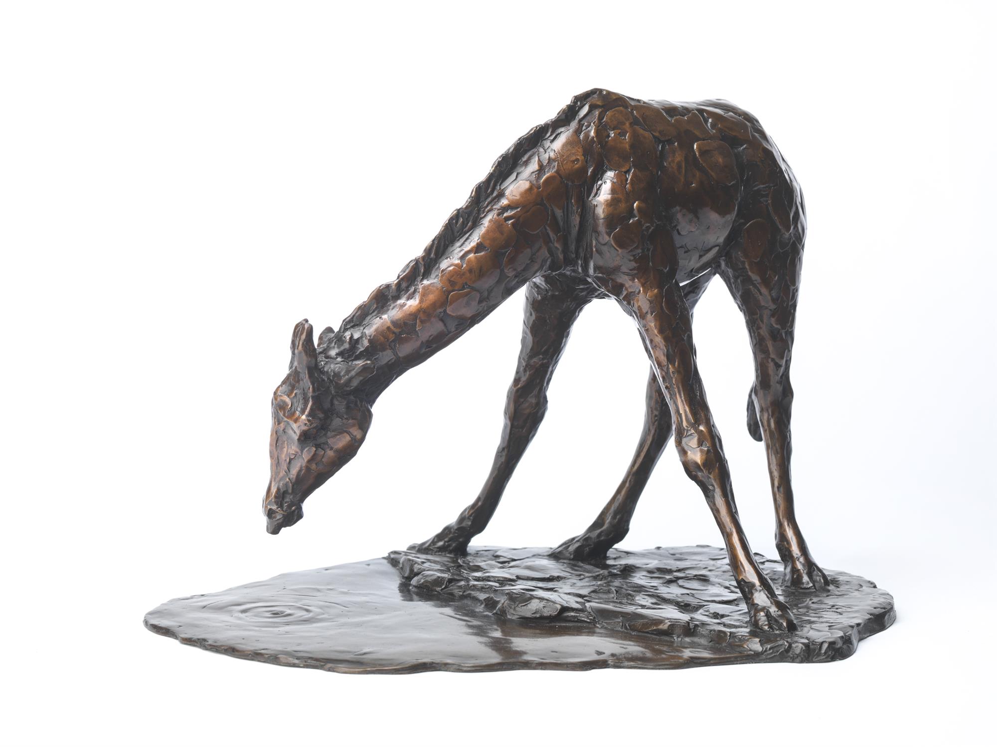 Philip Blacker | Young Giraffe Drinking