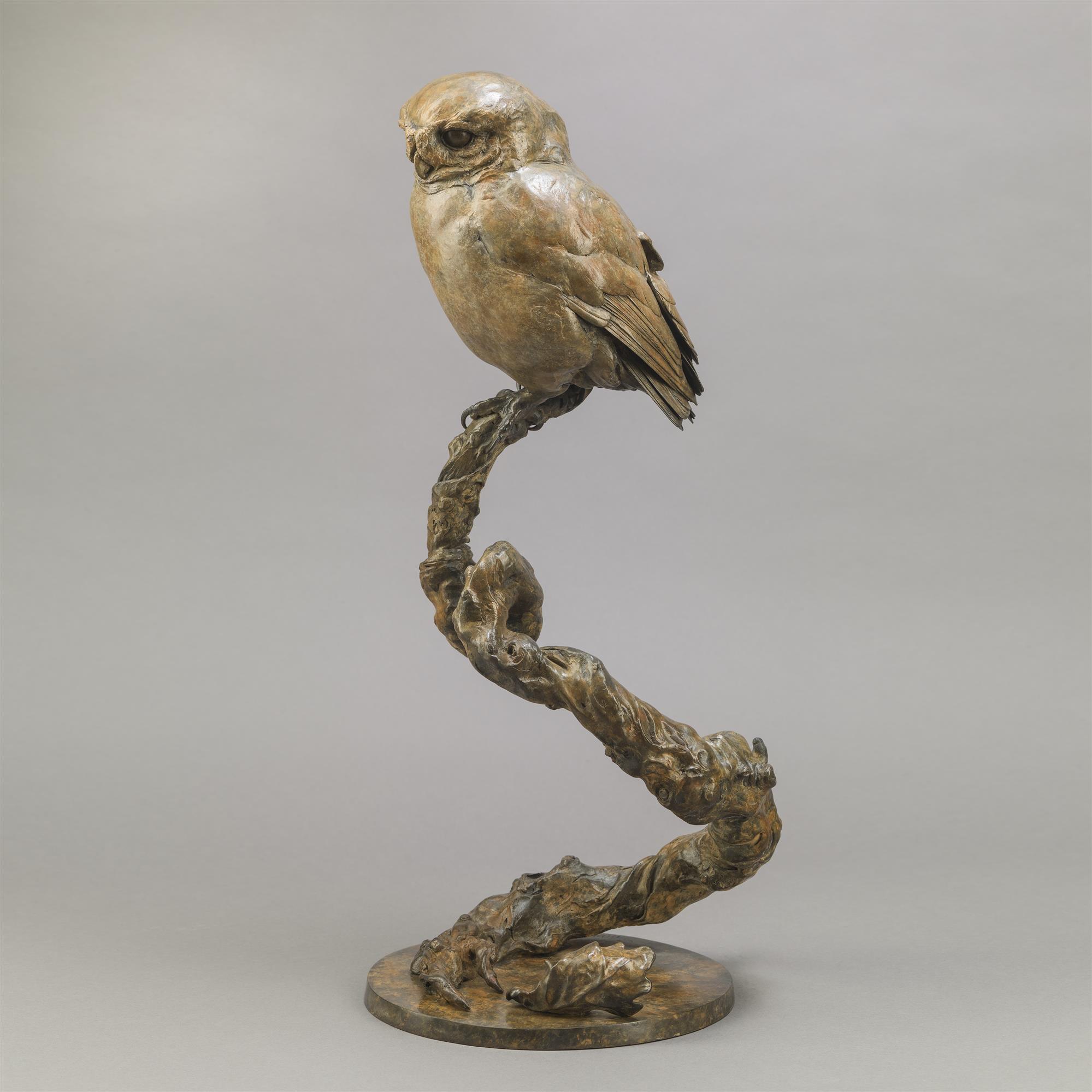 Nick Bibby | Little Owl II