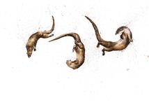 Otter, Clare Brownlow