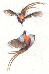 Pheasant Fight Club, Clare Brownlow
