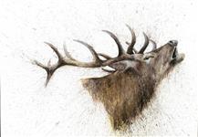 The Roar, Clare Brownlow