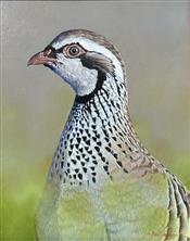 Red Legged Partridge Study, Ben Waddams