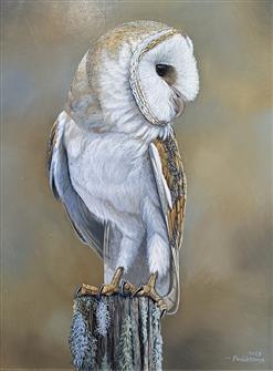 Ben Waddams | The Hunter, barn Owl
