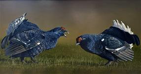 Face Off, Black Grouse Lekking, Ben Waddams