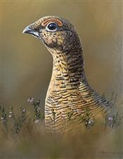 Red Grouse Study, Ben Waddams