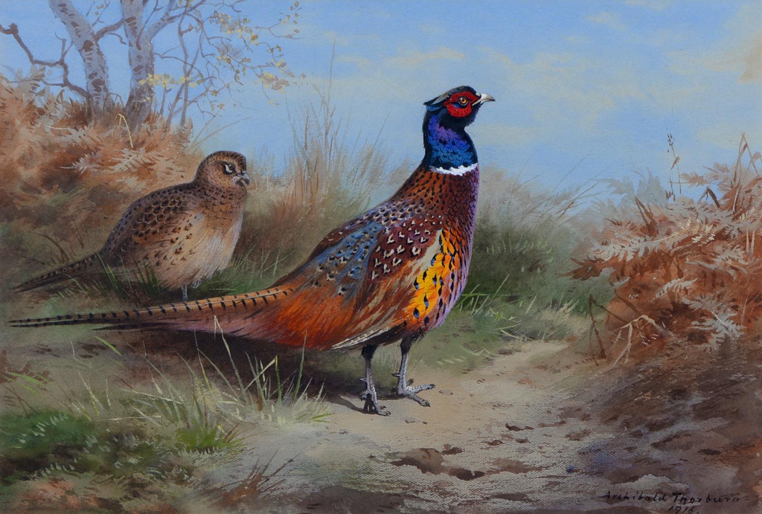 Archibald Thorburn | Cock & Hen Pheasants