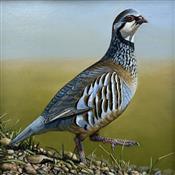 Partridge in Field, Ben Waddams